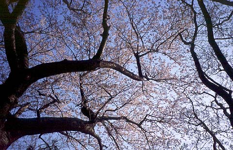 Sakura Branches