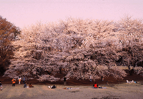 Cherry Trees in Full Bloom