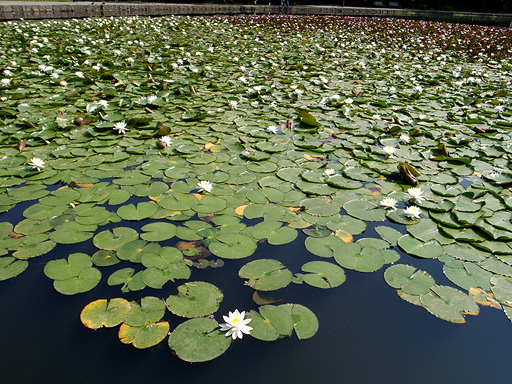 Water Lily in the Morning