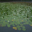 Water Lily in the Rain