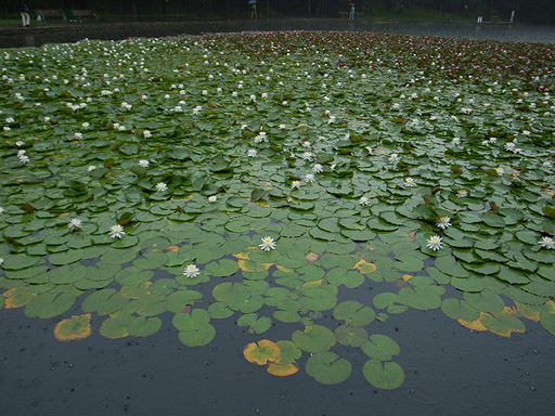 Water Lily in the Rain