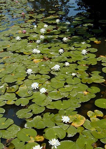 White Water Lilies