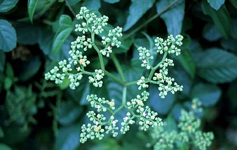 Yabugarashi Small Flowers