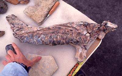 Iguanodon Jaw, Cleaned 1996