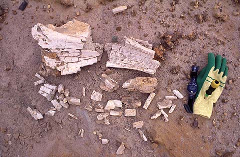 [White Dino Fossil]