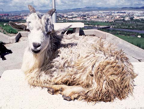 [White Goat]