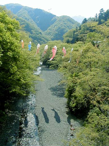 Flying Carps in Creek