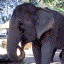 Elephant in Samui
