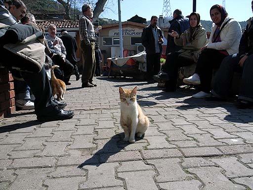 Cat at Seaport