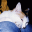 Cat Icon