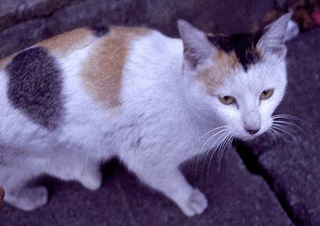 Bikke's Wisker