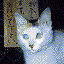 Cat Icon