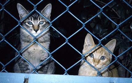 Baby Cats at Cat-Crossing