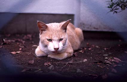 [New Face Cat at the Crossing]