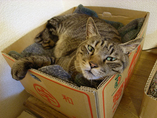 Gull In Box