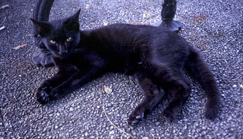 A Cat At Ashigara SA