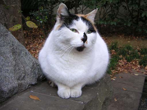 Cat at Togo Shrine