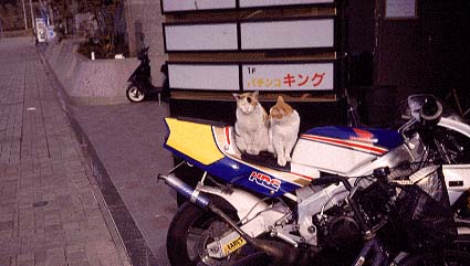 Cats at Nakagawa Station