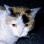 Cat Icon