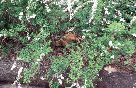 Dead Cat Under White Flower