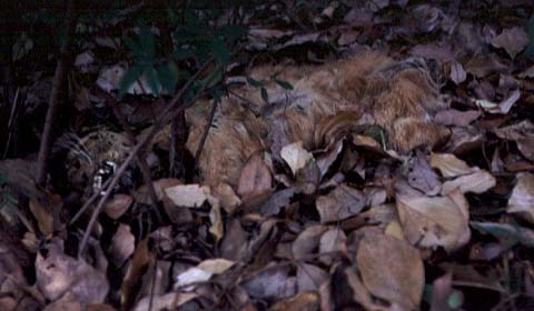 Dead Cat 2 Months Later