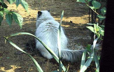Gin-Mop Sit