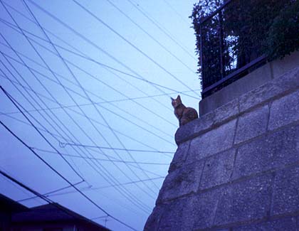 Guardian Cat