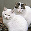 Cats in Seseragi Park