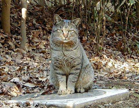 Cat On Hole