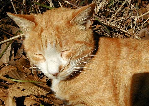 Cat Sneezes