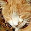 Cat Sneezes