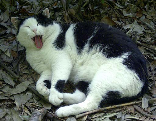 Yawning Cat