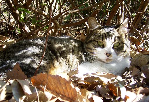 Laying in Winter Light