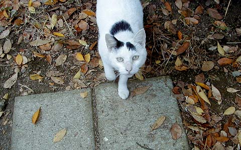 Twisted Tail Cat