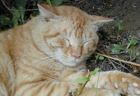 UsuCha Cat in Seseragi Park