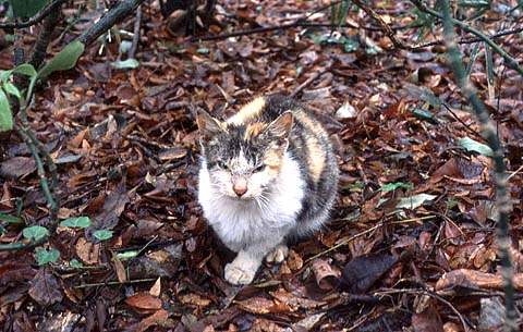 Wandering Kitten