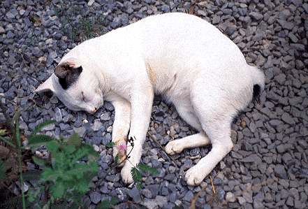 Cat Sleeping