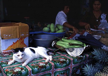 Cat at Store