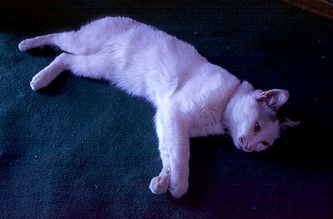 Cat in Gobi Desert