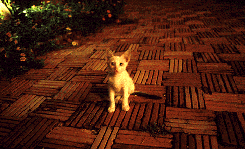 Baby Cat in Samui