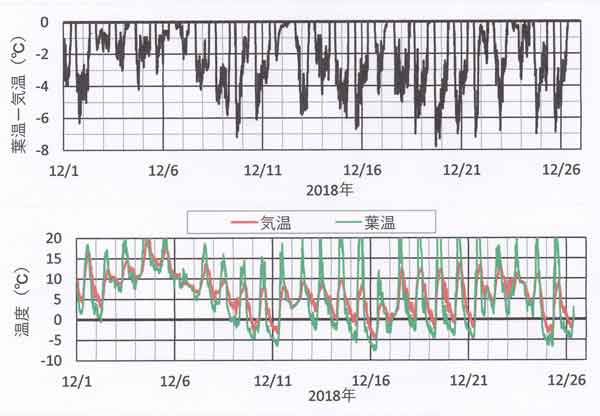 気温と葉面温度、12月