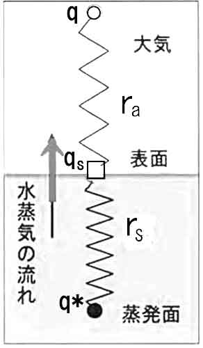 分子拡散距離と含水率の関係