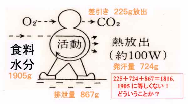 ヒトへの質量収支