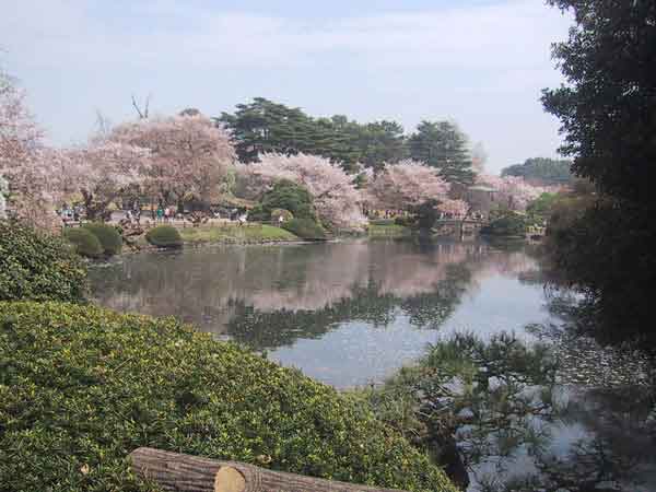 満開の桜