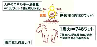 ヒトと馬のエネルギー比較