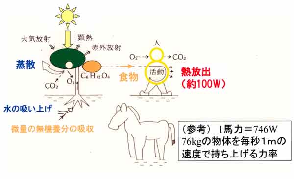 太陽・植物・ヒトへのエネルギー循環