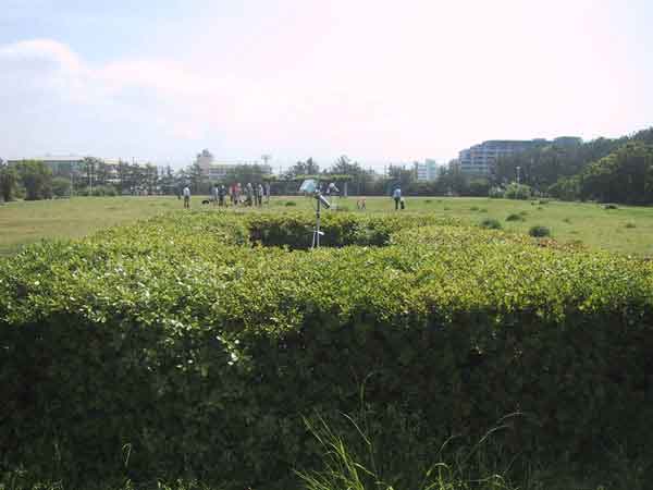 湘南海岸公園の生垣