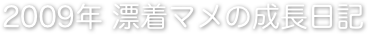 2009年 漂着マメの成長日記