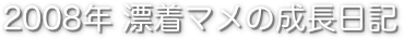 2008年 漂着マメの成長日記