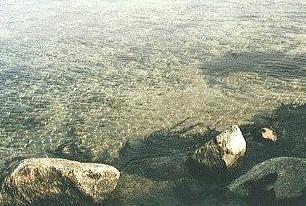 ʑ